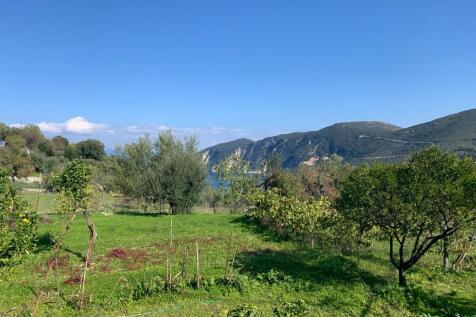 Vineyard in plot