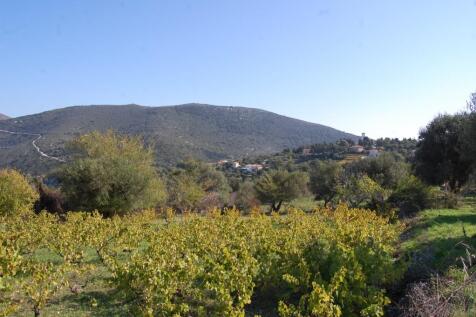 Vineyard in plot