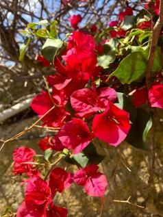Flower detail