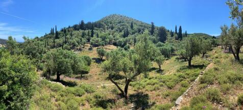 Panoramic view