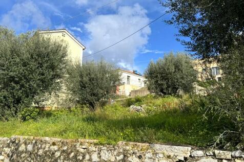 Olive groves on land