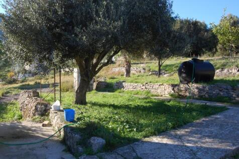 Back garden
