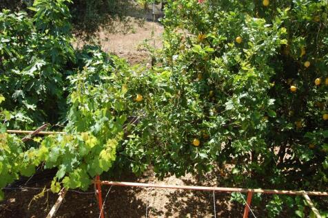 Garden area