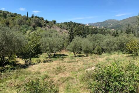 Olives groves