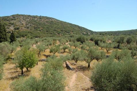 Olive groves