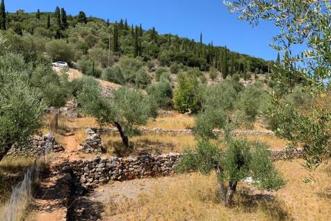 Olive groves