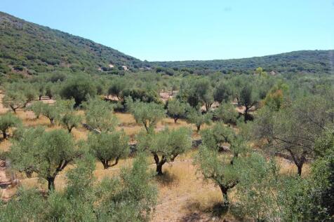 Olive groves