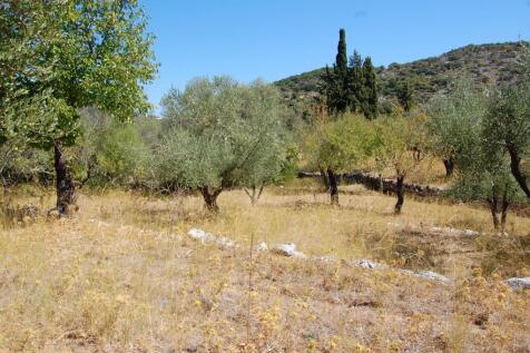Olive groves