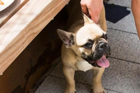 Pet Friendly