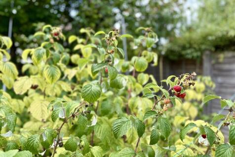 Kitchen Garden