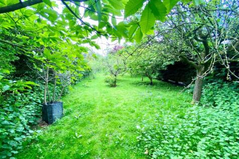 Orchard 2.jpg