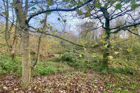 Woods.jpg
