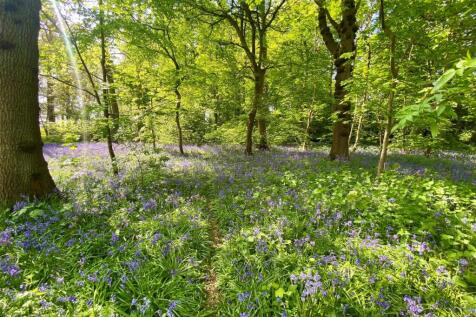 Bluebell Wood Pott.jpg