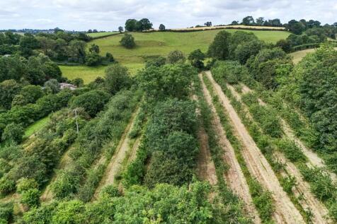 Apple orchards