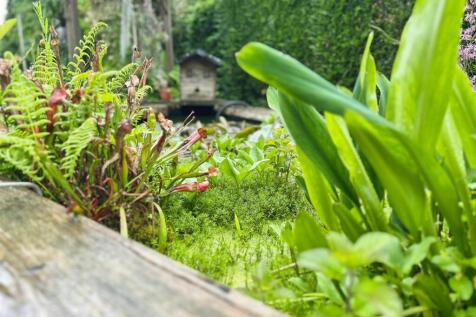 Pond