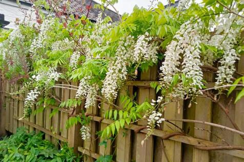 Wisteria.jpg