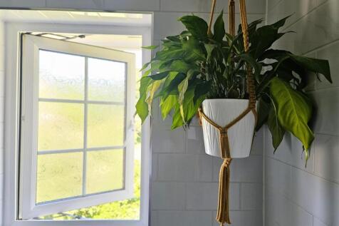 Plant.jpg