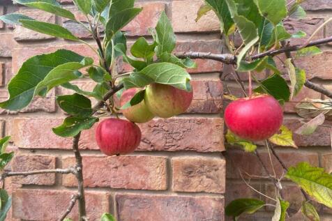 APPLE TREE.jpg