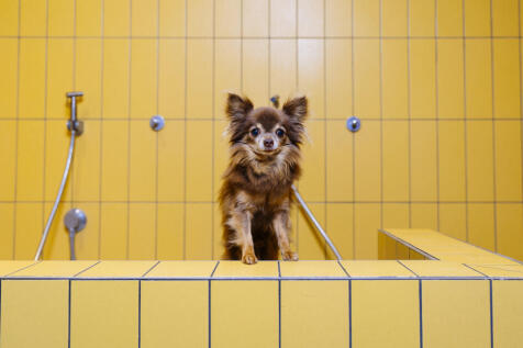 Pet-friendly