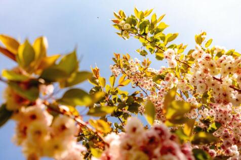Cherry blossom tree