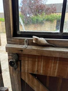 barn door m2.jpg