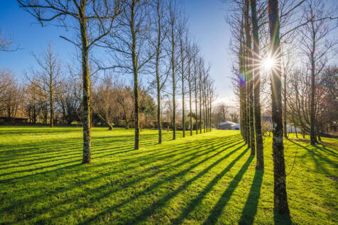 Avenue of Poplars