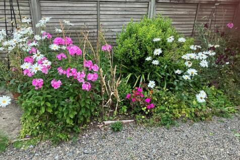 Garden 1