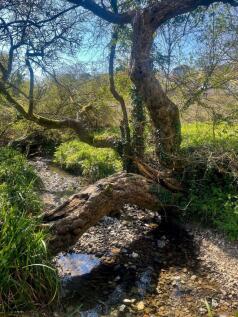 Local Walk
