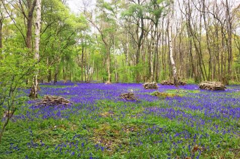 Nearby Woodland