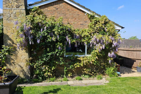 In bloom wisteria along the back of the house