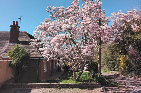 Beautiful Magnolia Tree in front of the house in full bloom