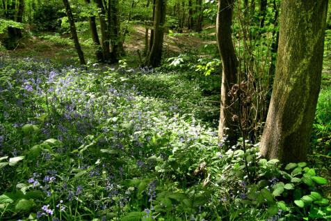 Privately owned portion of bluebell woodland included with the property