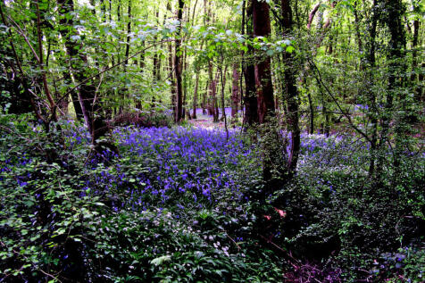 Privately owned portion of bluebell woodland included with the property