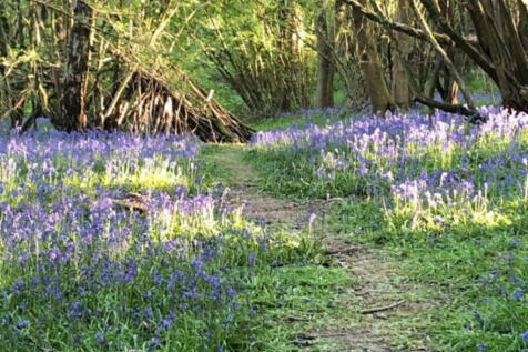Beautiful bluebell wood a short walk from the house