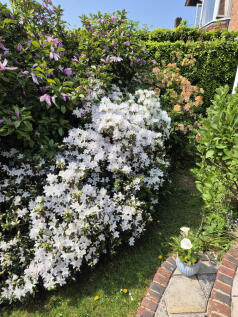 Wonderful flower colours around the garden