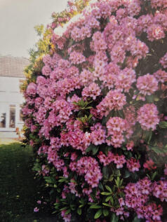 Wonderful flower colours around the garden