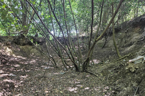 Existing woodland