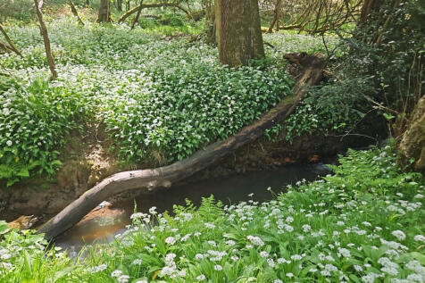 Stream at edge of Northern Boundary