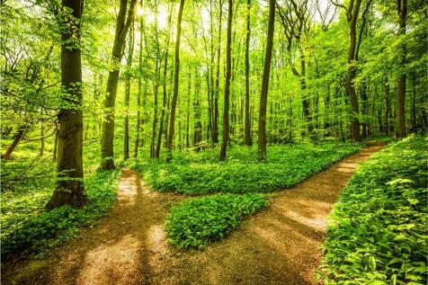 Woodland Path