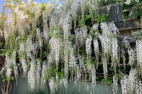 Wisteria.jpg