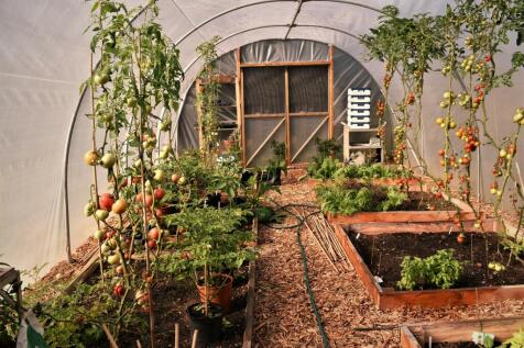Polytunnel in Bloom.jpeg