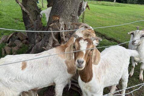 Goats in paddock