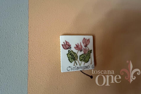CICLAMINO1.jpg