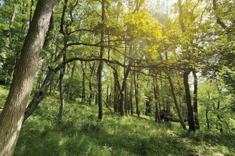 Local woodlands