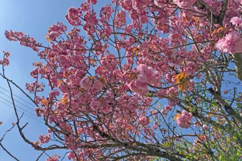 Alderton in bloom
