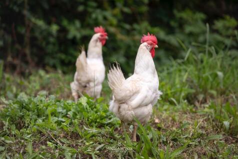 Free range