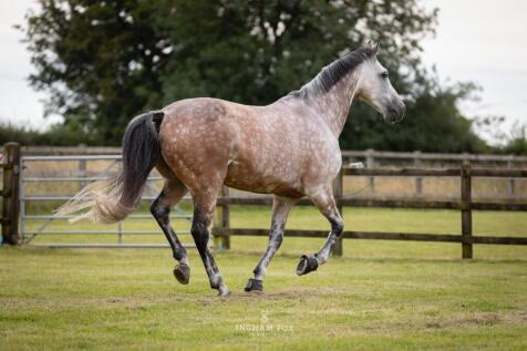 Paddocks