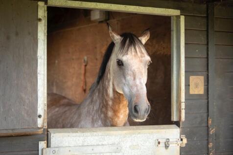 Stables 