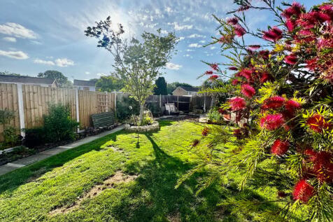 Lawn &amp; Copper Maple Tree