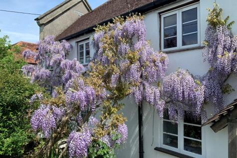 Wisteria!